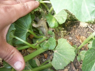 P1070845.JPG (152.42 KiB) Osservato 822 volte P1070845.JPG