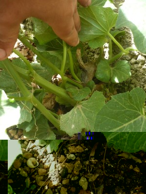 P1070848.JPG (235.96 KiB) Osservato 825 volte P1070848.JPG