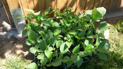 15.jpg (215.5 KiB) Osservato 701 volte 15.jpg