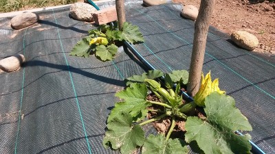 Zucchine / 12.jpg 12.jpg