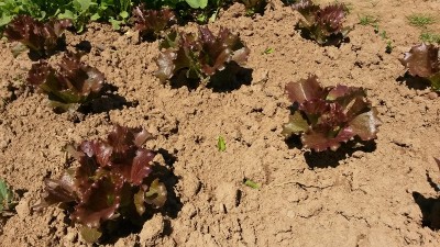 Canasta scura / 16.jpg 16.jpg