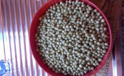 piselli 1.jpg (164.77 KiB) Osservato 915 volte piselli 1.jpg