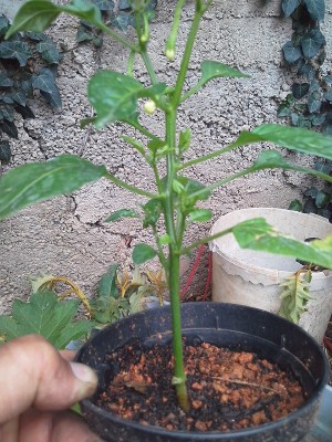 20160503_122930.jpg (271.11 KiB) Osservato 613 volte 20160503_122930.jpg