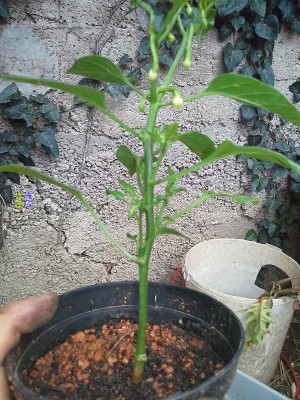 20160503_122950.jpg (282.78 KiB) Osservato 613 volte 20160503_122950.jpg