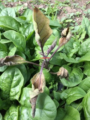 gelo tardivo 011 %5B800x600%5D.jpg (182.26 KiB) Osservato 599 volte gelo tardivo 011 %5B800x600%5D.jpg