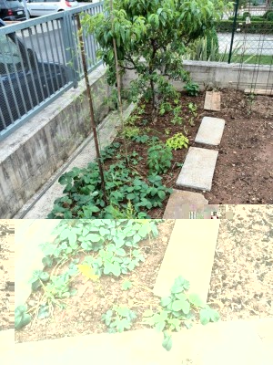 fragole ananas, asparagi, salvia ananas e melone, timo limone, percocco nano e insalata / IMG_20160508_174406.jpg IMG_20160508_174406.jpg