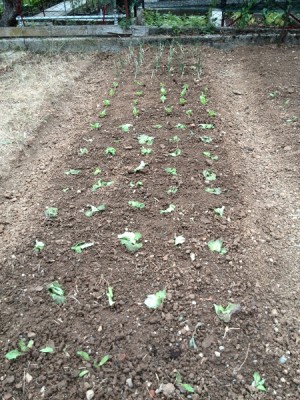 insalate, cipollotto e cipolle / 12_12.jpg 12_12.jpg