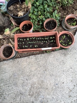 vasi di germinazione di lollo rossa, palla di fuoco, sedano, broccolo a getti e cipolle / germinatoio 1_1.jpg germinatoio 1_1.jpg