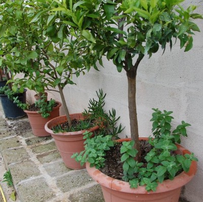 102 (2).JPG (163.85 KiB) Osservato 936 volte 102 (2).JPG