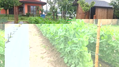 Piselli nani / 33.jpg 33.jpg