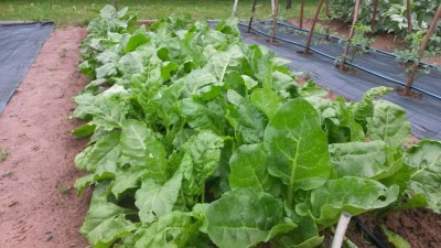 Biete da taglio / 34.jpg 34.jpg