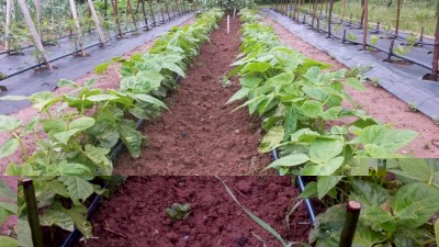 Fagiolini nani / 35.jpg 35.jpg