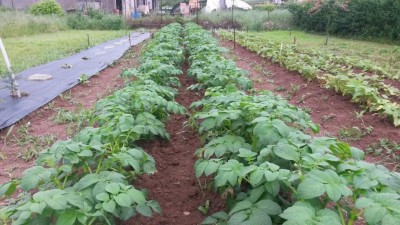 Patate / 36.jpg 36.jpg