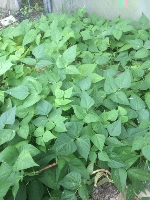 fagioli borlotti / 19.05.2016 591.JPG 19.05.2016 591.JPG