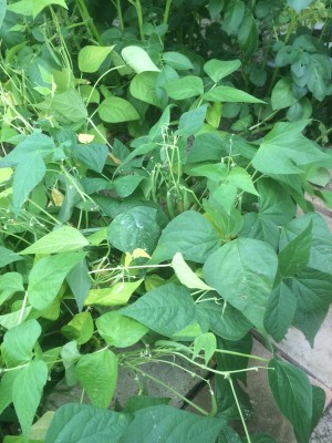 19.05.2016 589.JPG (241.96 KiB) Osservato 3482 volte 19.05.2016 589.JPG