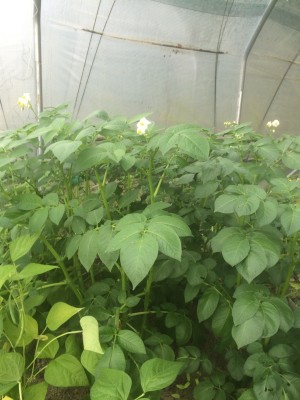 19.05.2016 590.JPG (199.23 KiB) Osservato 3480 volte 19.05.2016 590.JPG