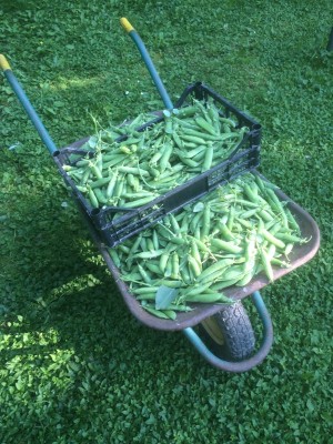 19.05.2016 578.JPG (309.95 KiB) Osservato 3583 volte 19.05.2016 578.JPG