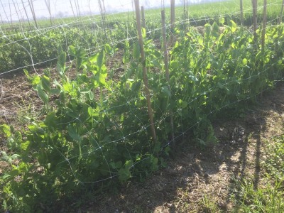 immagini di repertorio vedi 18 .03.2016 / 19.05.2016 504.JPG 19.05.2016 504.JPG