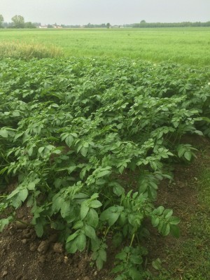 19.05.2016 602.JPG (260.22 KiB) Osservato 3581 volte 19.05.2016 602.JPG