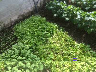 19.05.2016 512.JPG (319.48 KiB) Osservato 900 volte 19.05.2016 512.JPG