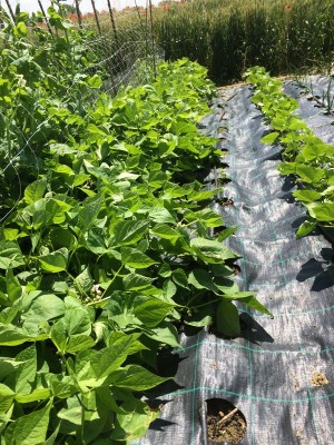 fagioli borlotti / 015.JPG 015.JPG