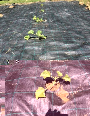 meloni / 019.JPG 019.JPG