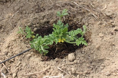 Cocomero innestato / IMG_0585.JPG IMG_0585.JPG