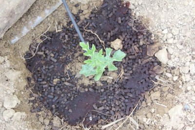 Crimson Sweet / IMG_0586.JPG IMG_0586.JPG