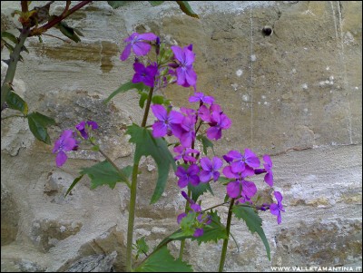 29032016lunaria.jpg (287.13 KiB) Osservato 2910 volte 29032016lunaria.jpg