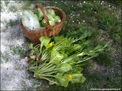 07-04-2016-ultimi-raccolti.jpg (346.24 KiB) Osservato 851 volte 07-04-2016-ultimi-raccolti.jpg