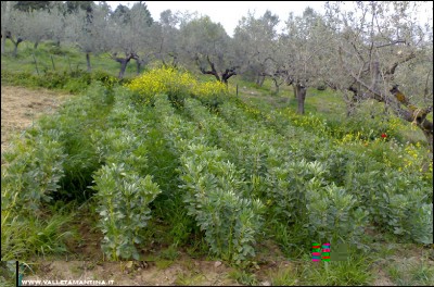 12042016fave.jpg (288.96 KiB) Osservato 851 volte 12042016fave.jpg