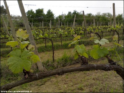13042016vigna.jpg (256.15 KiB) Osservato 851 volte 13042016vigna.jpg
