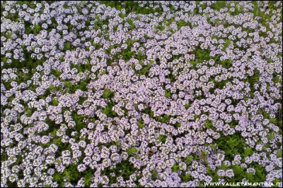 14042016timo.jpg (370.68 KiB) Osservato 850 volte 14042016timo.jpg