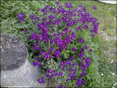 14042016violaciocca.jpg (364.43 KiB) Osservato 850 volte 14042016violaciocca.jpg