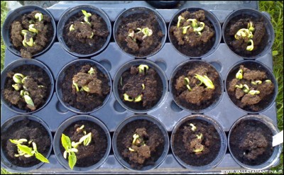 16042016fagioli.jpg (216 KiB) Osservato 847 volte 16042016fagioli.jpg