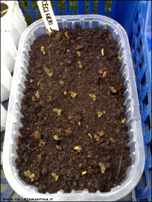 19042016ceci-neri.jpg (237.87 KiB) Osservato 847 volte 19042016ceci-neri.jpg