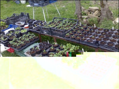 19042016panoramica-vasetti.jpg (321.61 KiB) Osservato 847 volte 19042016panoramica-vasetti.jpg