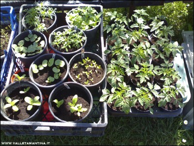 22042016fiori-pomodori.jpg (352.16 KiB) Osservato 847 volte 22042016fiori-pomodori.jpg