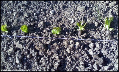 22042016trapianto-insalata.jpg (382.04 KiB) Osservato 817 volte 22042016trapianto-insalata.jpg