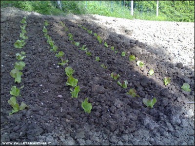 22042016trapianto-insalata2.jpg (324.76 KiB) Osservato 817 volte 22042016trapianto-insalata2.jpg