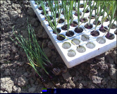 22042016cipolle.jpg (252.7 KiB) Osservato 817 volte 22042016cipolle.jpg