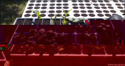 22042016piantine.jpg (218.29 KiB) Osservato 815 volte 22042016piantine.jpg