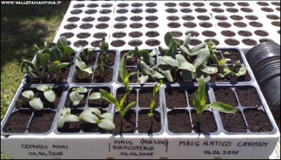 22042016piantine2.jpg (196.56 KiB) Osservato 815 volte 22042016piantine2.jpg