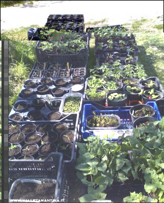 22042016piantine-panoramica.jpg (291.04 KiB) Osservato 815 volte 22042016piantine-panoramica.jpg