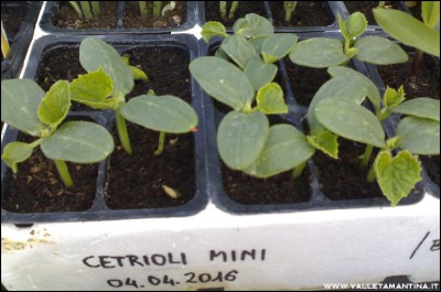 27042016cetriolini.jpg (149.21 KiB) Osservato 815 volte 27042016cetriolini.jpg