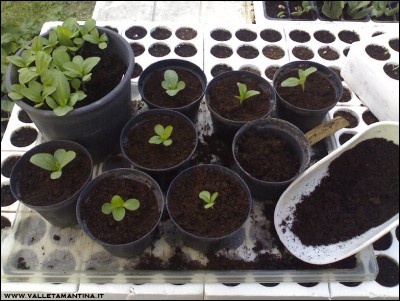 22042016zinnie.jpg (219.84 KiB) Osservato 815 volte 22042016zinnie.jpg