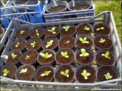 22042016zinnie2.jpg (324.59 KiB) Osservato 815 volte 22042016zinnie2.jpg