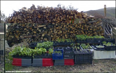 27042016piantine.jpg (214.4 KiB) Osservato 815 volte 27042016piantine.jpg