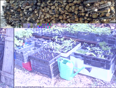 27042016piantine2.jpg (334.84 KiB) Osservato 815 volte 27042016piantine2.jpg