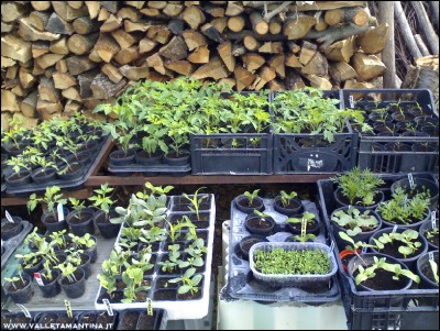 27042016piantine3.jpg (337.54 KiB) Osservato 815 volte 27042016piantine3.jpg